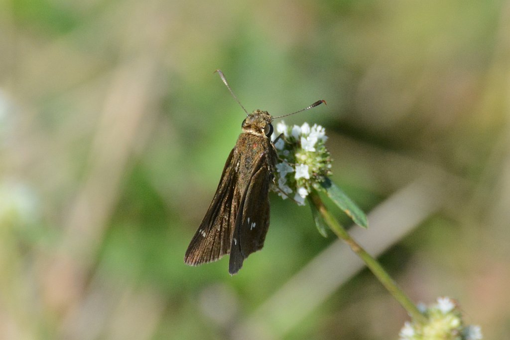 183 2015-01160723 Everglades NP, FL.JPG - Twin-spot Skipper (Oligoria maculata). Butterfly. Everglades National Park, FL, 1-16-2015